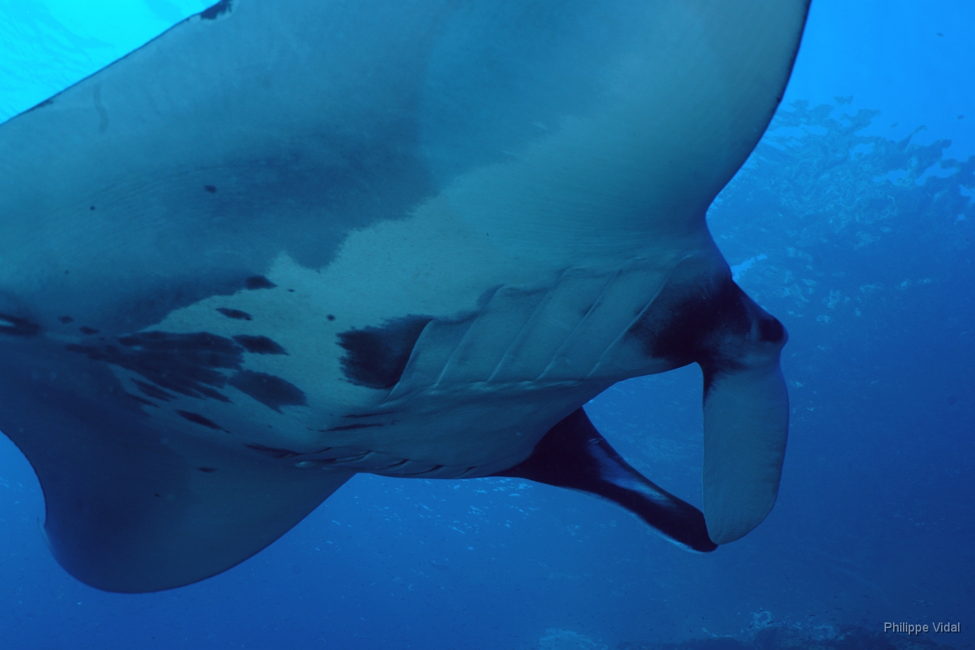 Birmanie - Mergui - 2018 - DSC02887 - Oceanic Manta Ray - Raie Manta Oceanique - Manta Biostris.JPG